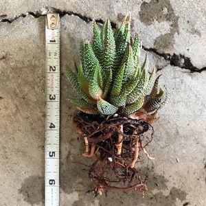 Live “happy plant” Haworthia succulent alive